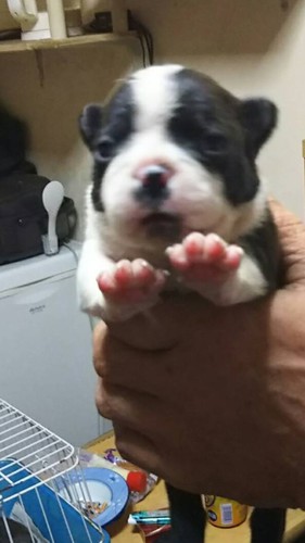 お顔の可愛らしい子たちです☆彡 犬の販売 3632