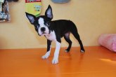 ボストン・テリア姉妹 犬の販売 3656