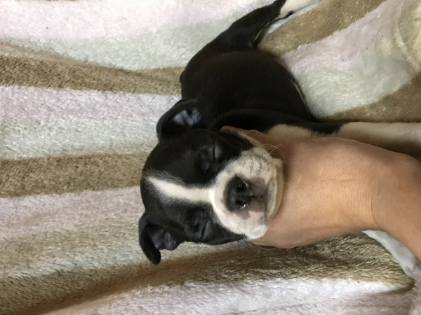 可愛いボストンテリア 犬の販売 3661