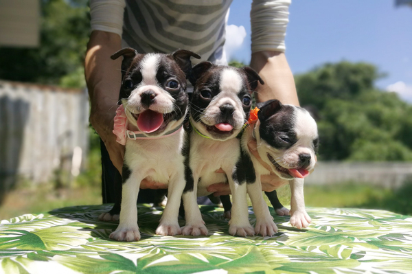 とっても可愛いボストンテリア兄弟です No 3665 ボストンテリア 子犬販売 犬の出産情報 Dogoo Com