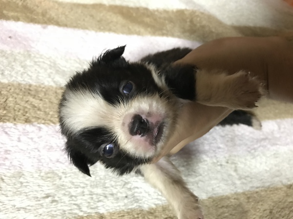 可愛いボストンテリア 犬の販売 3667