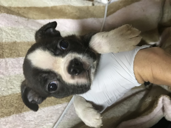 可愛いボストンテリア 犬の販売 3674