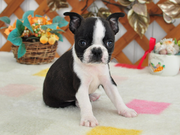 可愛い姉妹です 犬の販売 3682