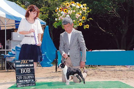JKCチャンピオン直仔 犬の販売 3713