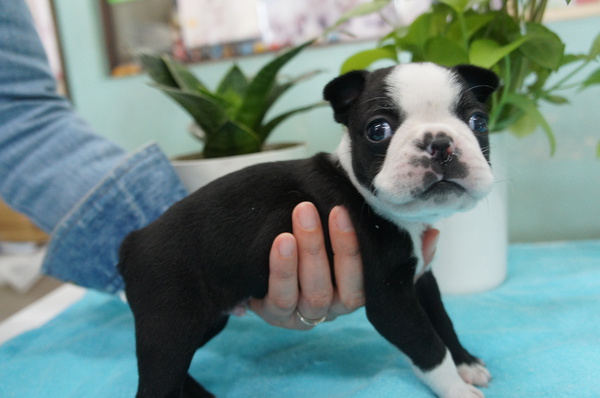 キュートなボストン3兄弟★ご見学ください! 犬の販売 3714