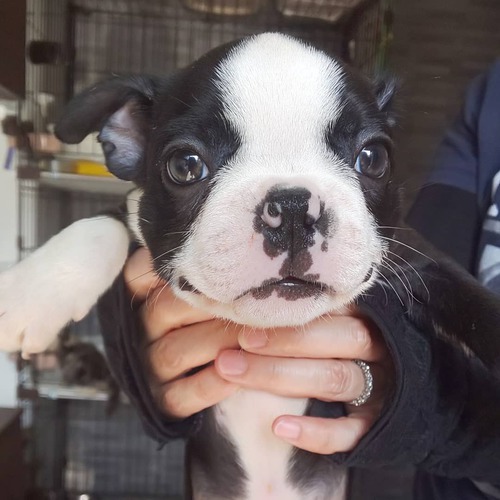 ボストンテリア子犬 犬の販売 3744