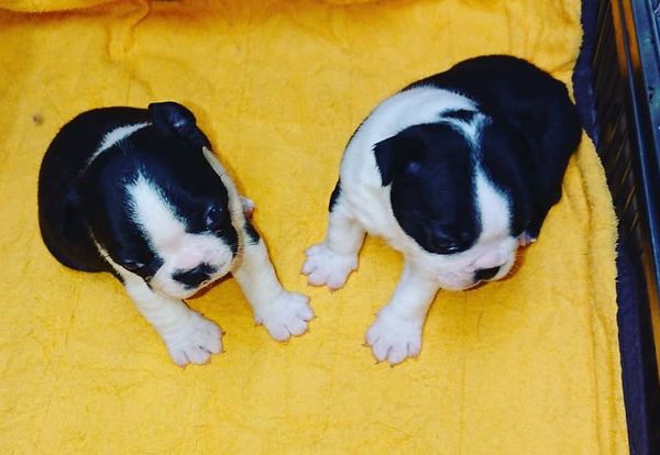 血統優秀仔犬 犬の販売 3750