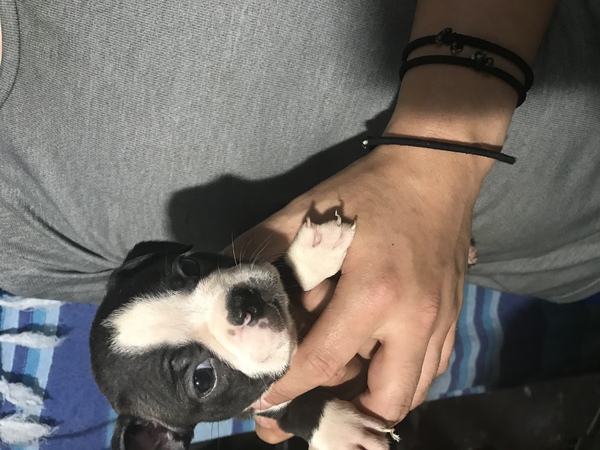 小ぶりで可愛いボストンの男の子 犬の販売 3754