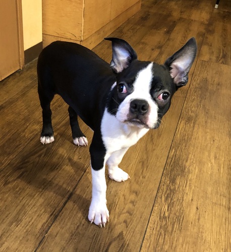 甘えん坊の男の子 犬の販売 3761