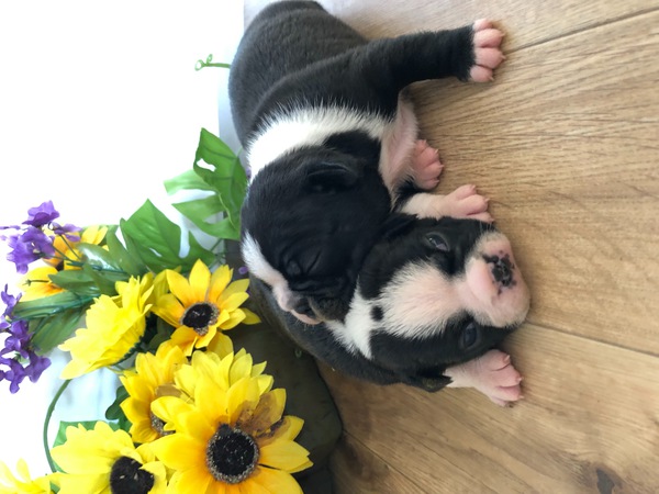ムチムチ可愛い兄妹の登場です(^^) 犬の販売 3766