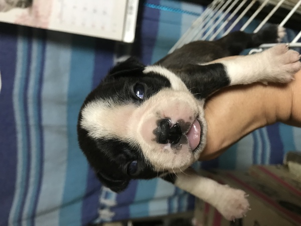 両親遺伝子検査DMクリア 犬の販売 3782