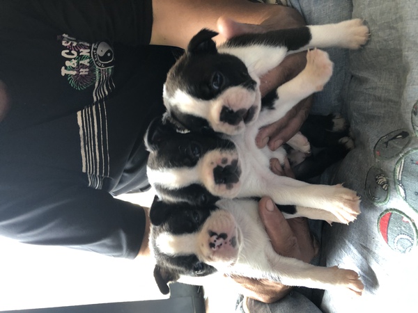 可愛いボステリ兄弟❣ 犬の販売 3807