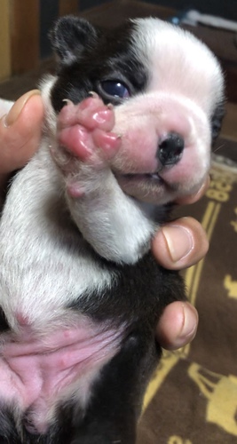 ボストンテリア 犬の販売 3819