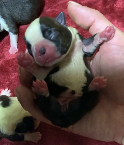 可愛いボストンテリアの兄妹 犬の販売 3839