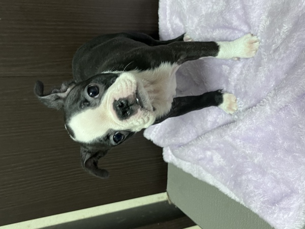優しいお顔のボストンちゃん 犬の販売 3861