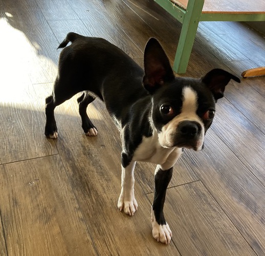 甘えん坊の男の子 犬の販売 3869