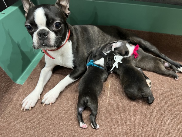 かわいい3匹兄妹が産まれました‼ 犬の販売 3870