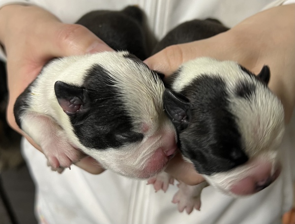 ボストンテリアの兄妹 犬の販売 3872