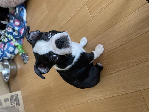 可愛いボストンテリアの兄妹💕 犬の販売 3874