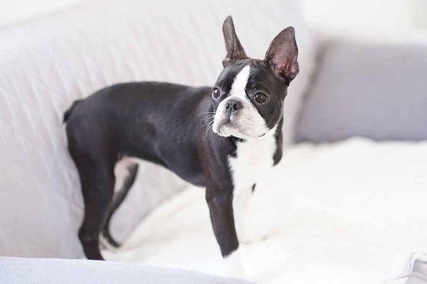 キュートなボストンテリア兄弟☆ 犬の販売 3897