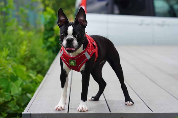 ☆とっても可愛いボストンテリア兄妹達☆ 犬の販売 3898