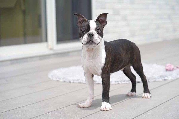 優しく大人しいボストンテリアの男の子☆ 犬の販売 3899