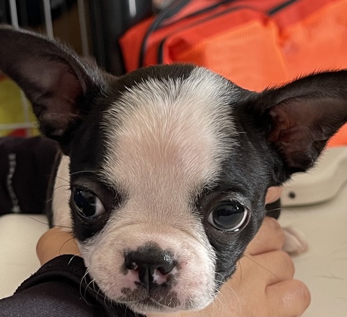 ボストンテリア 犬の販売・譲渡 3901 可愛いボストンテリアの兄妹❣️