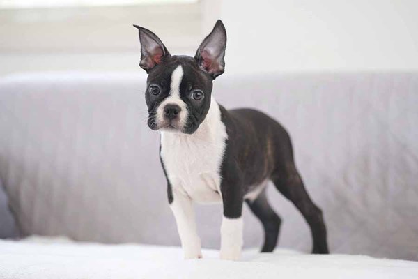 キュートなボストンテリアパピー達☆ 犬の販売 3902