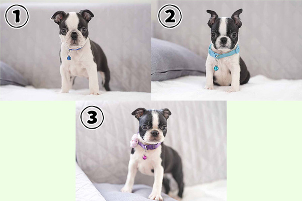 とってもキュートなボストンテリアの兄妹達です!! 犬の販売 3908