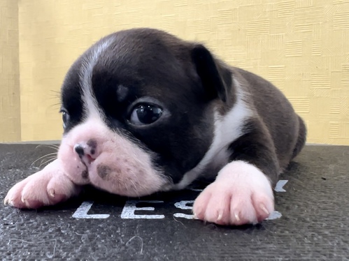 ボストンテリア 犬の販売・譲渡 3910 可愛いボストンテリアの男の子^_^