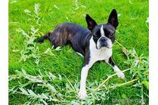 ボストンテリア 犬の販売・譲渡 3928 4−6歳里親募集 かわいい顔に自信あり