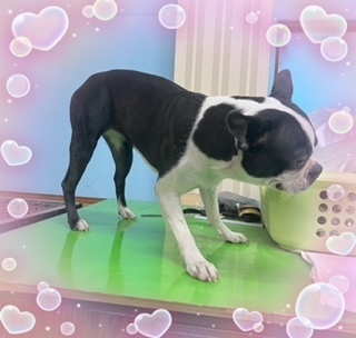 ボストンテリア 犬の販売・譲渡 3931 従順ですが元気な賢い甘えん坊さんです♪