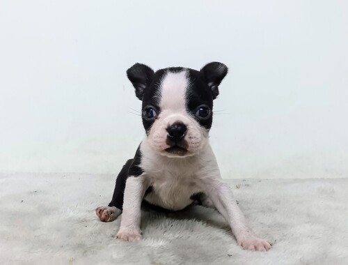 ボストンテリア 犬の販売・譲渡 3939 ボストンテリアの子犬
