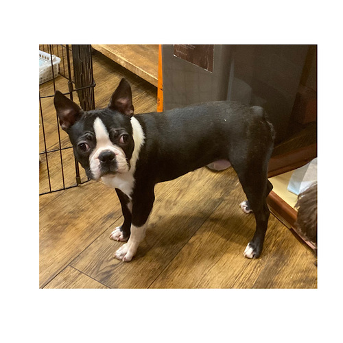 ボストンテリア 犬の販売・譲渡 3945 ボストンテリアの男の子