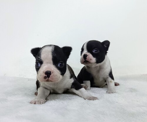 ボストンテリア 犬の販売・譲渡 3946 ボストンテリアの子犬