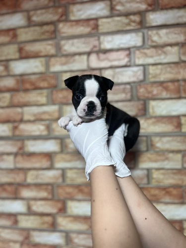 ボストンテリア 犬の販売・譲渡 3947 6月4日デビュー0710