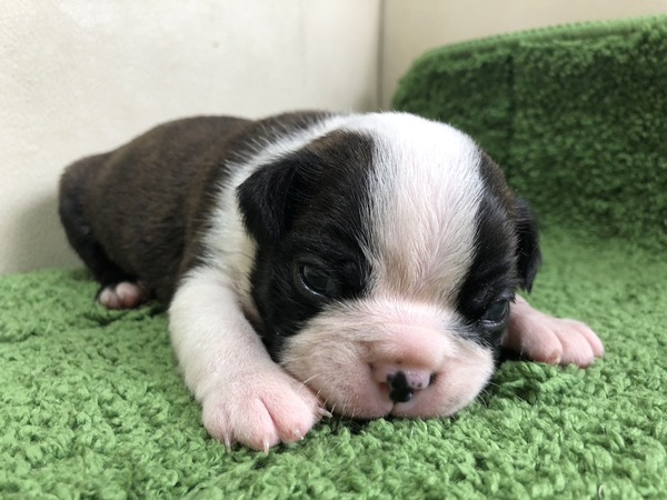 ボストンテリア 犬の販売・譲渡 3950 ずんぐりむっくりな可愛いボストンズ