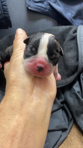 ボストンテリア 犬の販売・譲渡 3955 待望のボストン