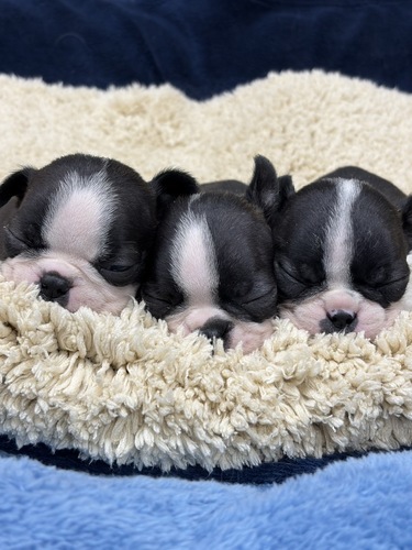 �{�X�g���e���A ���̔̔��E���n 3956 ���J���{�X�g��