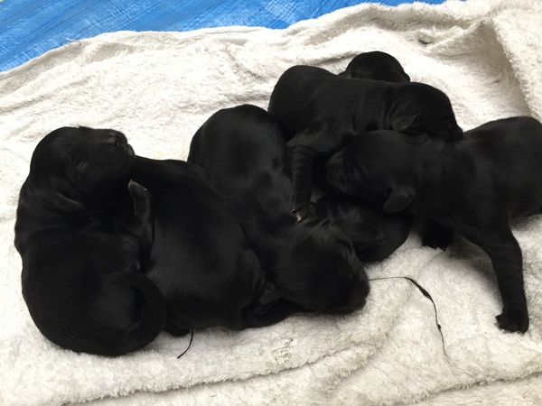 春一番にポーチュベビィーが生まれました! 犬の販売 28