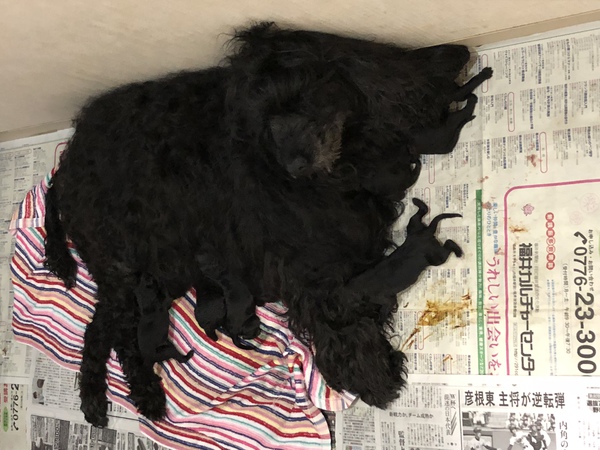 世界一!ポーチュギーズ母 仔犬ブラックエンジェル生 犬の販売 31