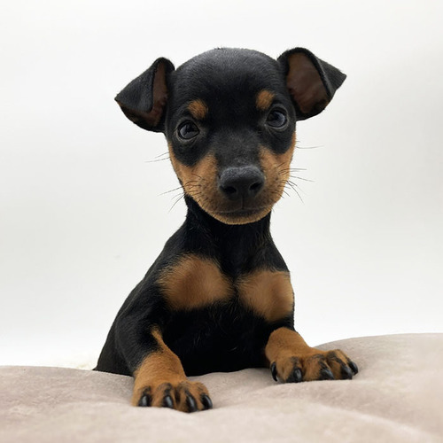 マンチェスター・テリア 犬の販売・譲渡 347 トイマンチェスターテリアの子犬
