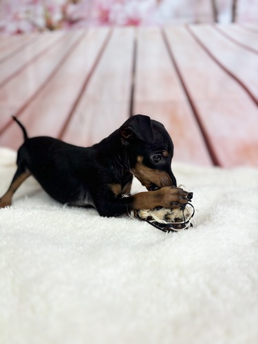 マンチェスター・テリア 犬の販売・譲渡 352 姉妹ちゃん8879