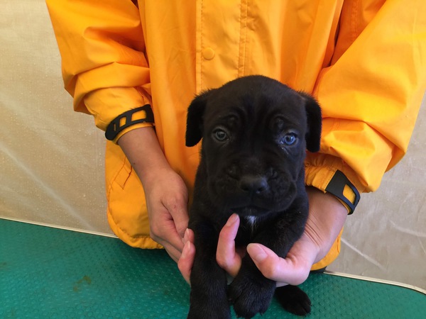 イタリアン・コルソ・ドッグ(カネ・コルソ) 犬の販売 218