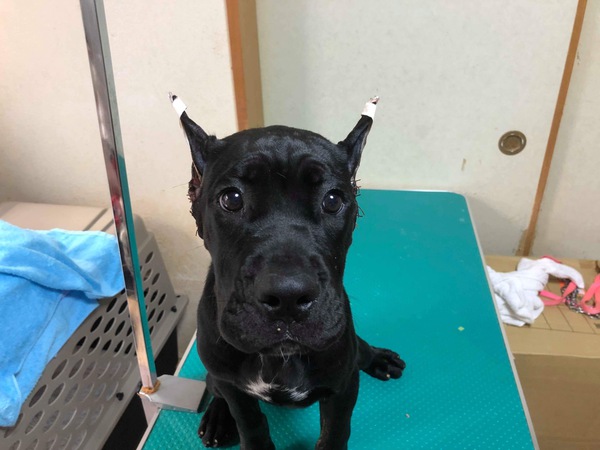 カネ・コルソ ショータイプで断耳済です 犬の販売 222