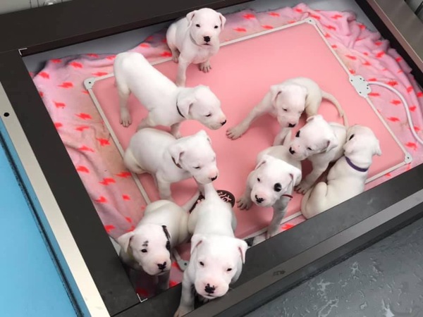 欧州最高峰のドゴ・アルヘンティーノの子犬 犬の販売 254