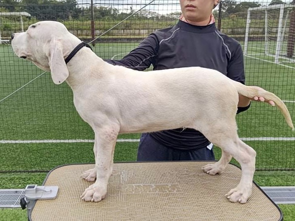 両親輸入犬のドゴ・アルヘンティーノ 犬の販売 260