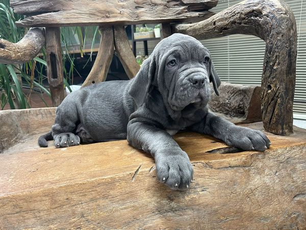 日本になかなか見られない犬種です。 犬の販売 262