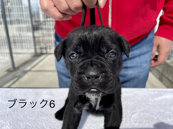 ショータイプのカネ・コルソ(イタリアンコルソドック 犬の販売 271