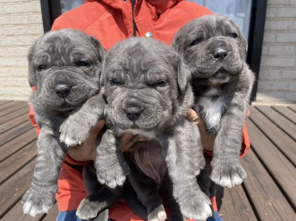 ナポリタンマスティフ父犬100s母犬80sから誕生 犬の販売 272